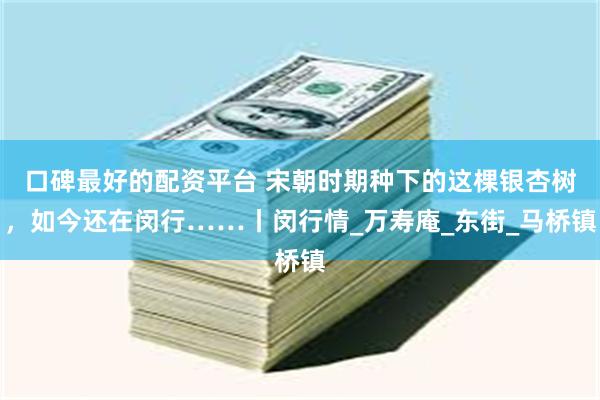 口碑最好的配资平台 宋朝时期种下的这棵银杏树，如今还在闵行……丨闵行情_万寿庵_东街_马桥镇
